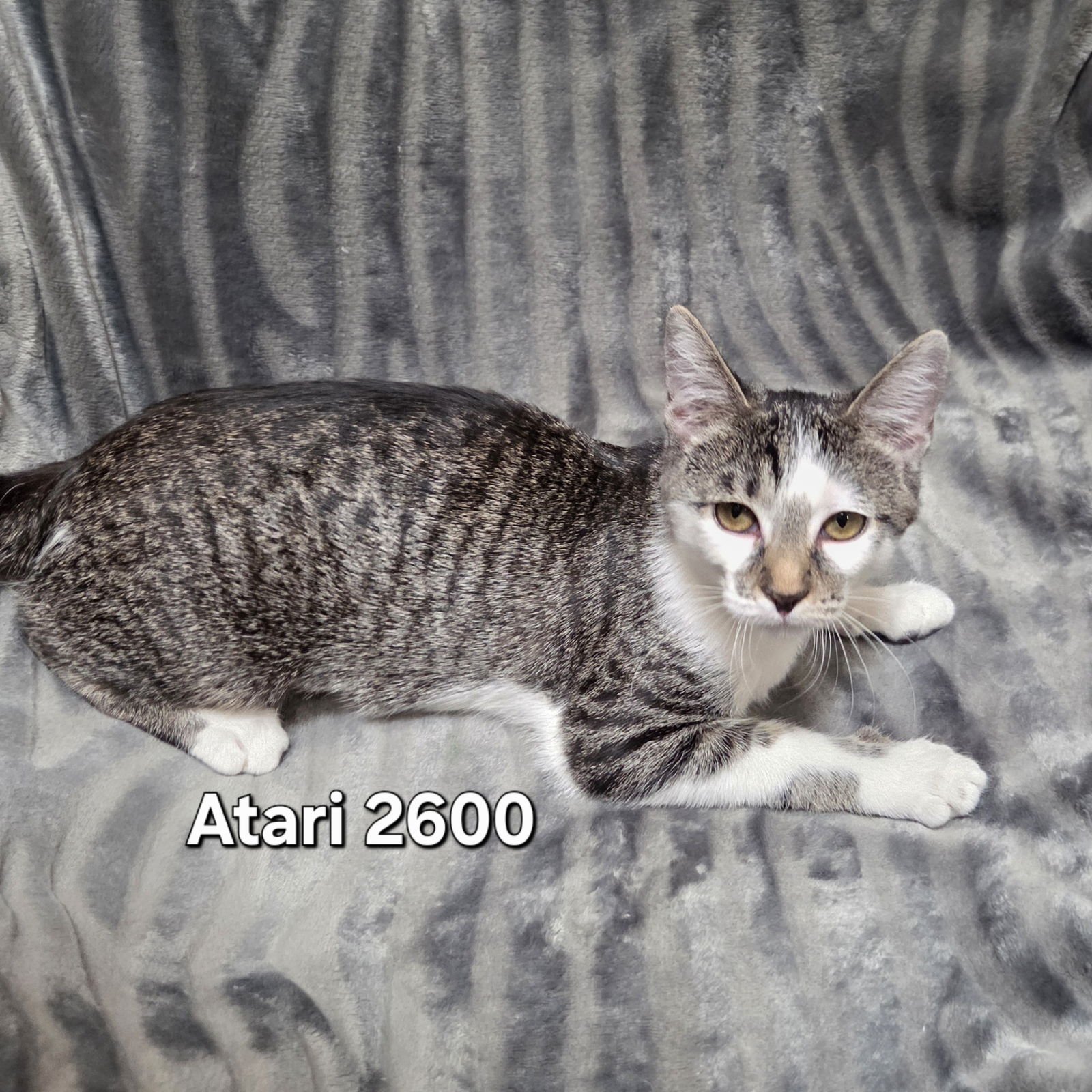ATARI 2600 - Domestic Short Hair available for adoption