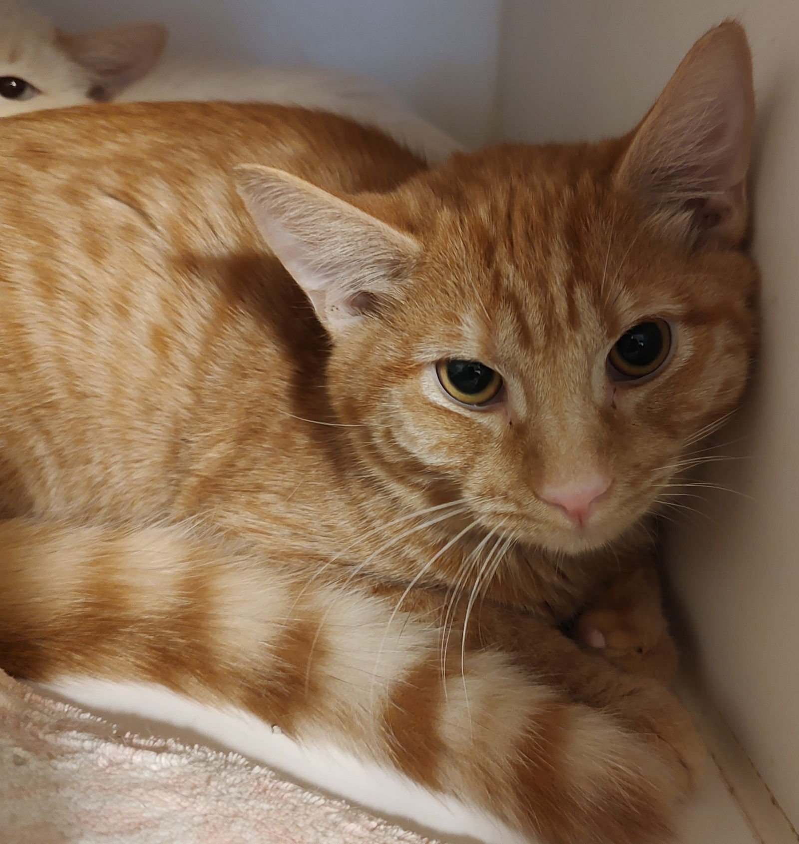 GARFIELD - Domestic Short Hair available for adoption