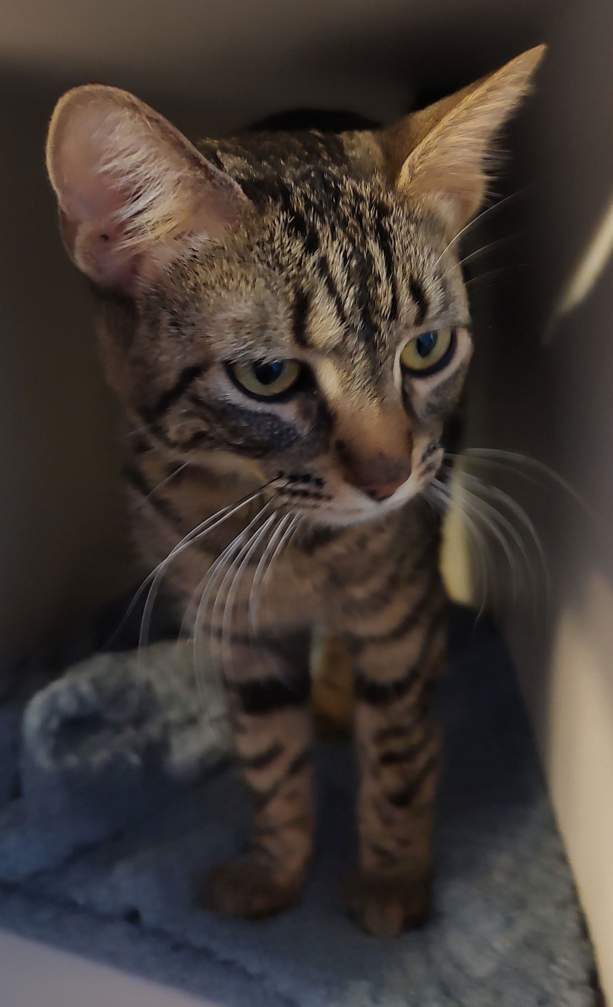 CLOVER - Domestic Short Hair available for adoption