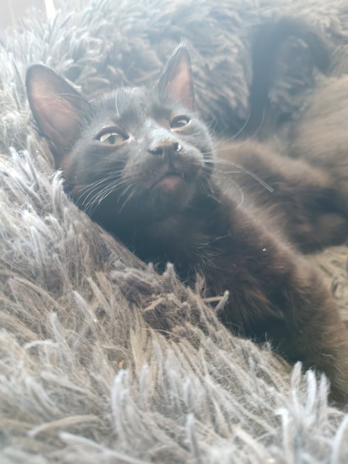 ASTRO - Domestic Short Hair available for adoption