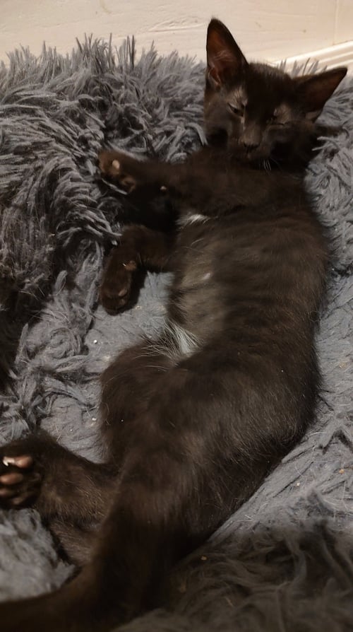 ASTRO - Domestic Short Hair available for adoption