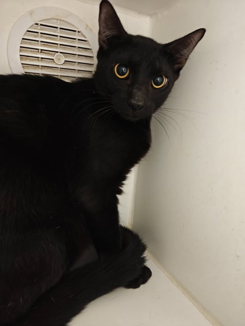 HAROLD - Domestic Short Hair available for adoption