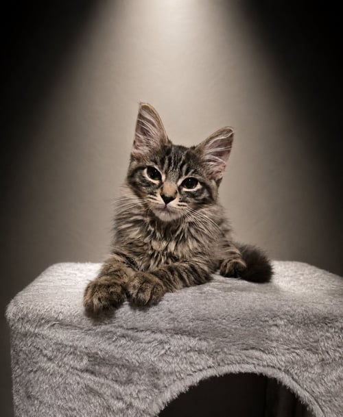 DAZZLE - Domestic Medium Hair available for adoption