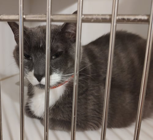 CARLO - Domestic Short Hair available for adoption