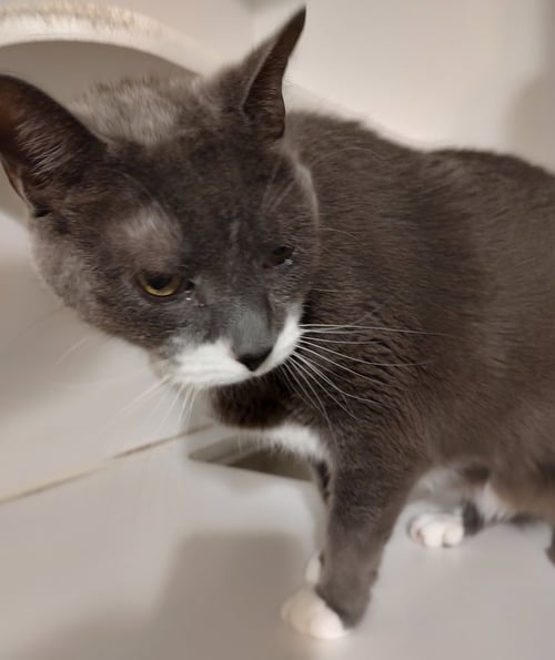 CARLO - Domestic Short Hair available for adoption