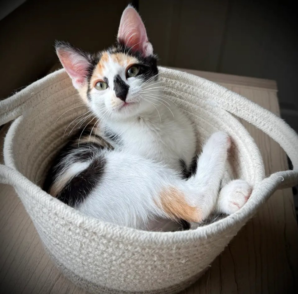 DELILAH - Domestic Short Hair available for adoption