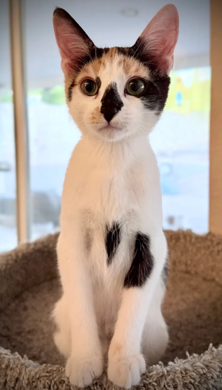 DELILAH - Domestic Short Hair available for adoption