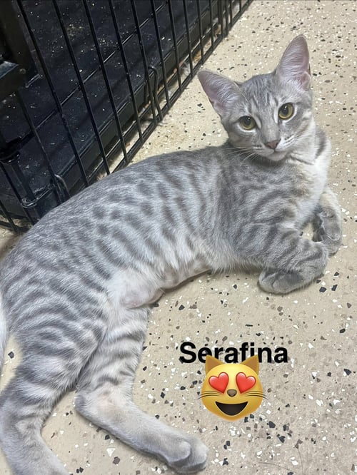 SERAPHINA