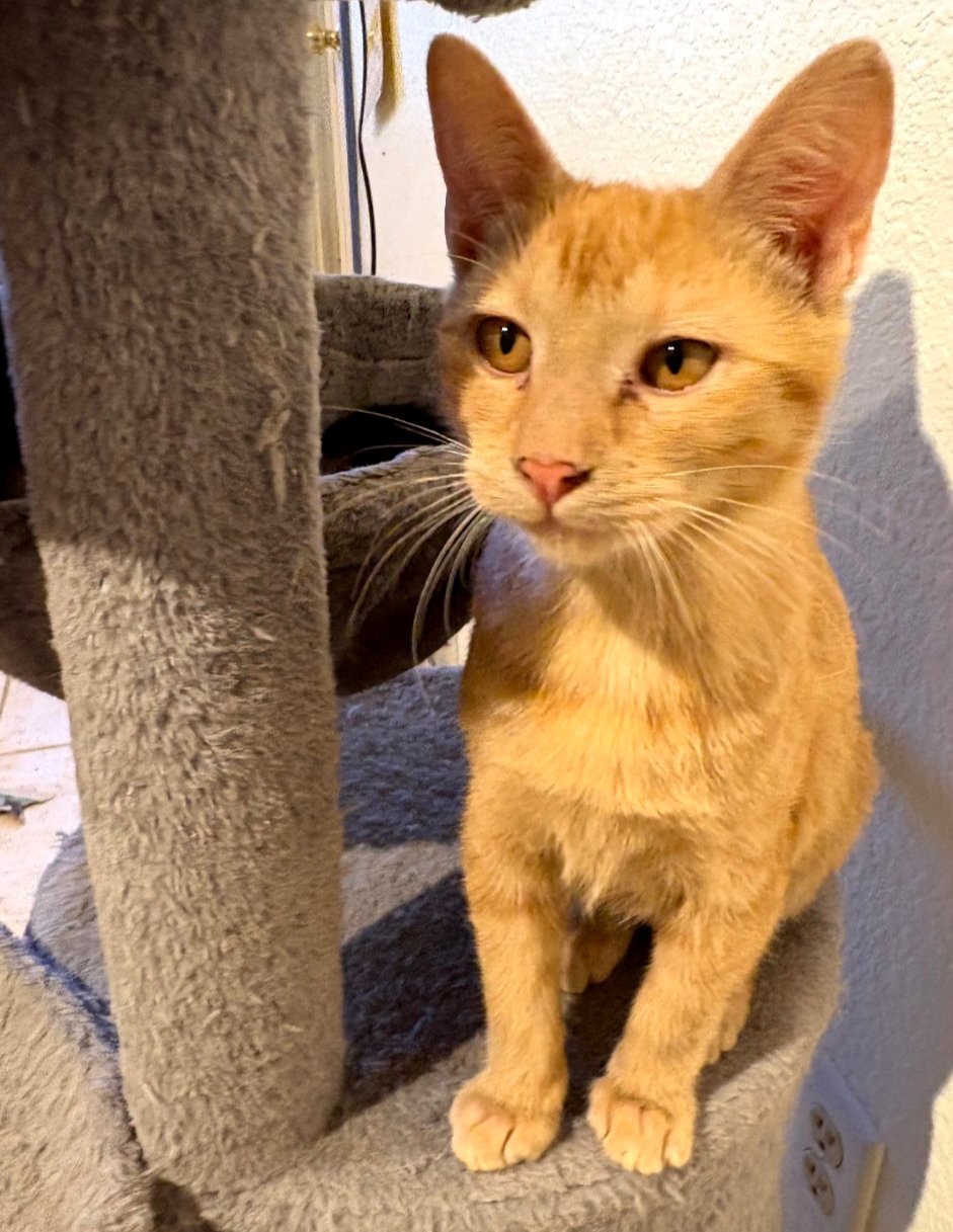 SALLY - Domestic Short Hair available for adoption