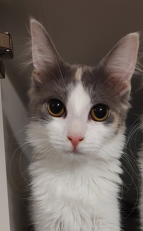 ANALEIA - Domestic Medium Hair available for adoption