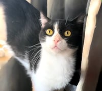 Captain Meow Sparrow (FIV+) - Photo 1