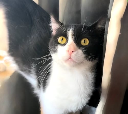 CAPTAIN MEOW SPARROW (FIV+) - Domestic Short Hair available for adoption