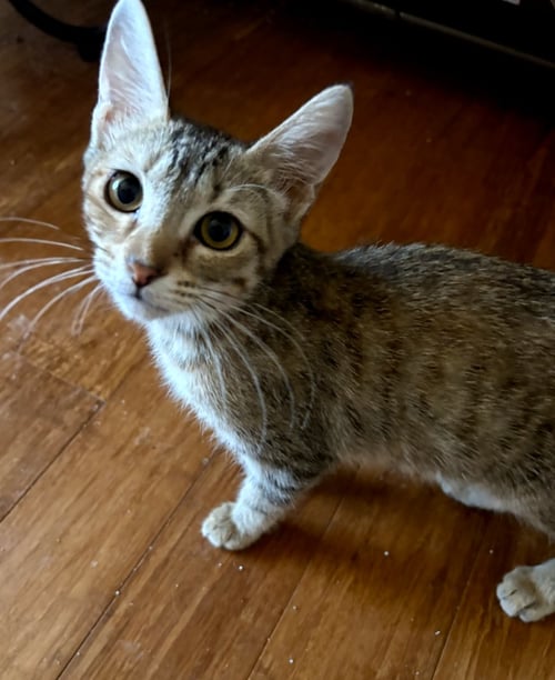 CUDDLES - Domestic Short Hair available for adoption