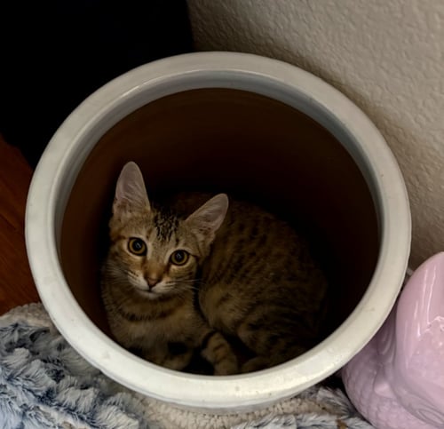 CUDDLES - Domestic Short Hair available for adoption
