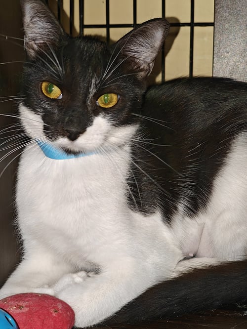 TIFFANY - Domestic Short Hair available for adoption