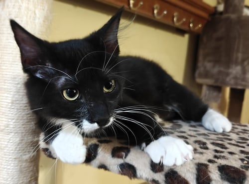 SAKER - Domestic Short Hair available for adoption