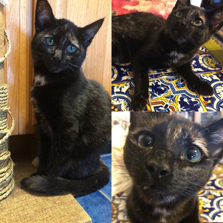 Twixxie Image
