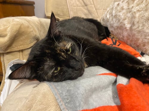 TWIXXIE - Domestic Short Hair available for adoption