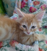 Pumpkin - Photo 2