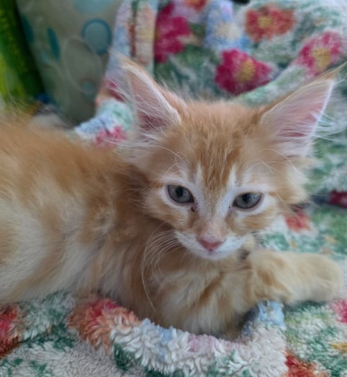 PUMPKIN - Domestic Short Hair available for adoption