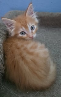Pumpkin - Photo 3
