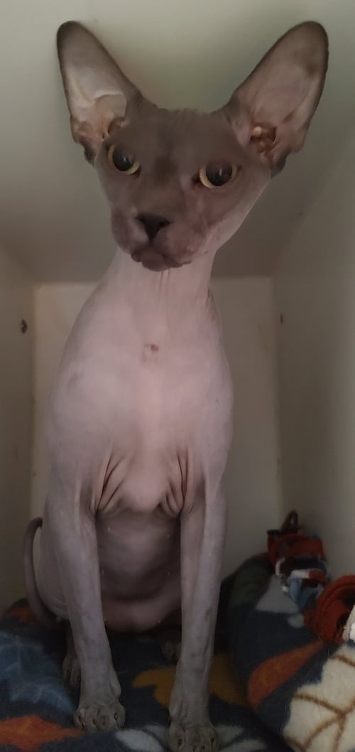 DANTE - Sphynx (hairless cat) available for adoption