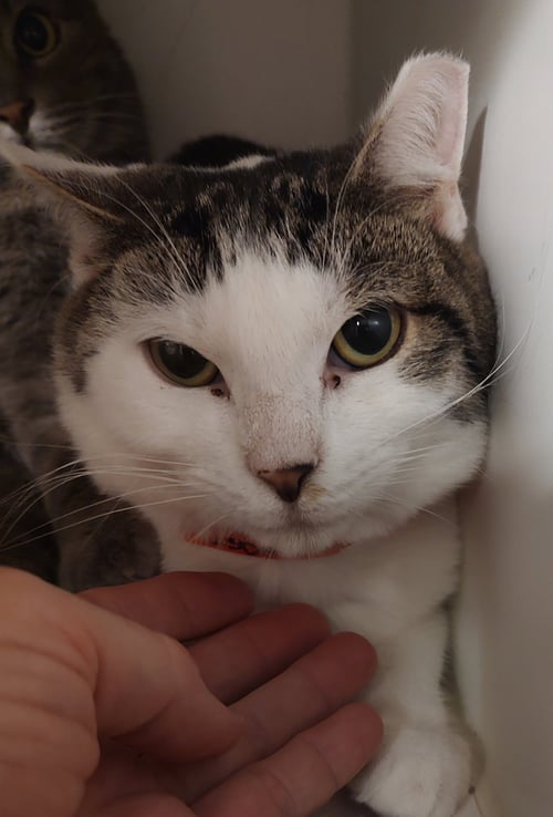 TWINKIE - Domestic Short Hair available for adoption