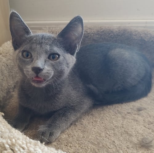 MISTY - Domestic Short Hair available for adoption