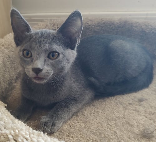 MISTY - Domestic Short Hair available for adoption