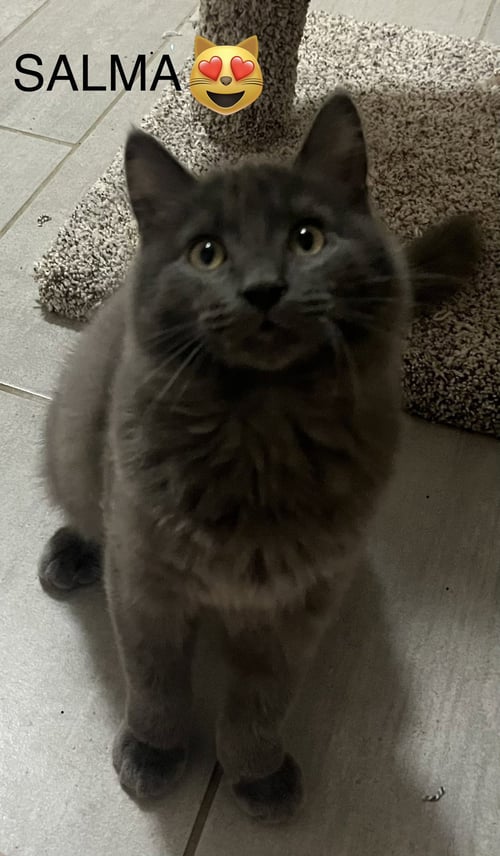 SALMA - Domestic Medium Hair available for adoption