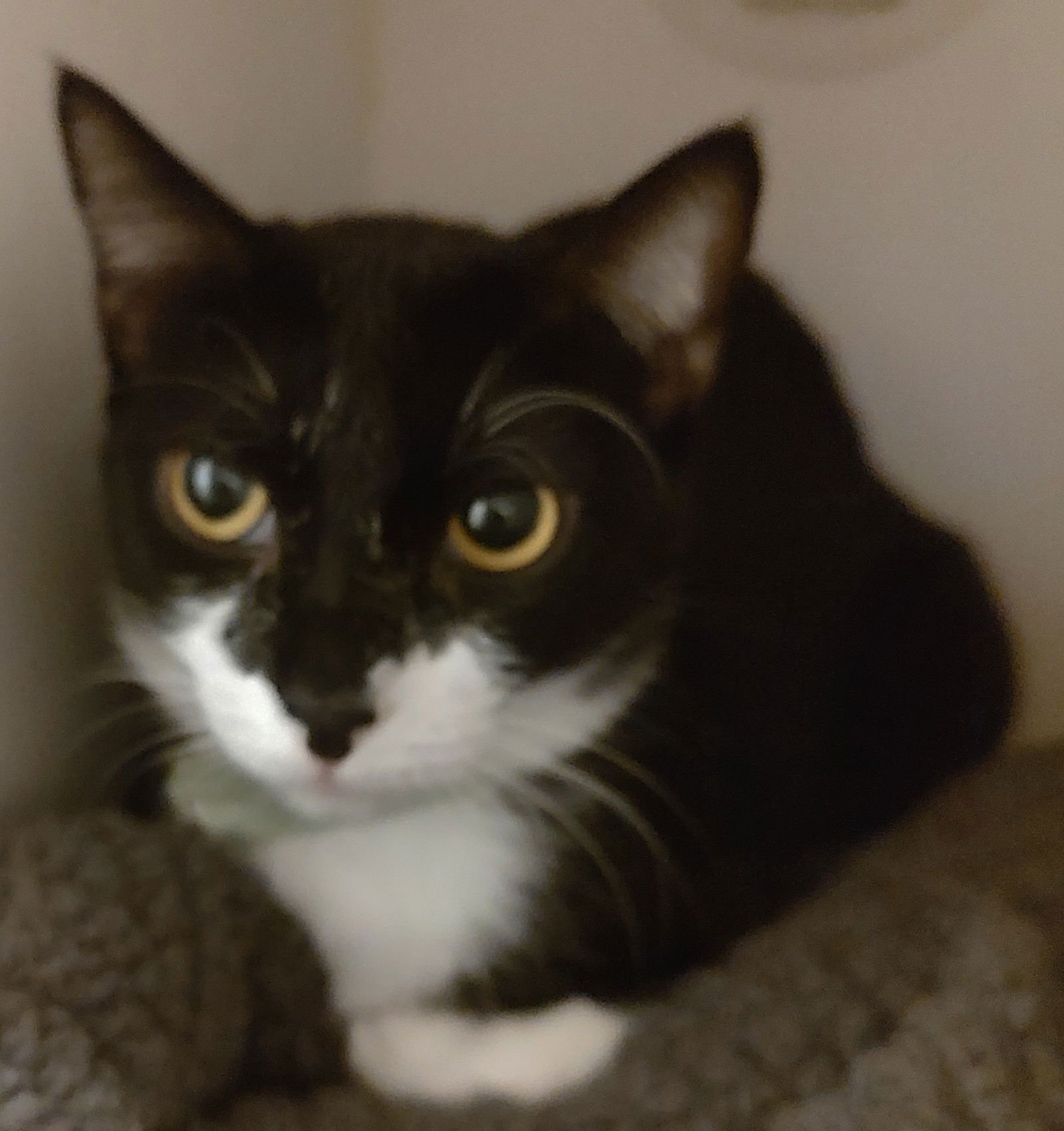 ELLA - Domestic Short Hair available for adoption