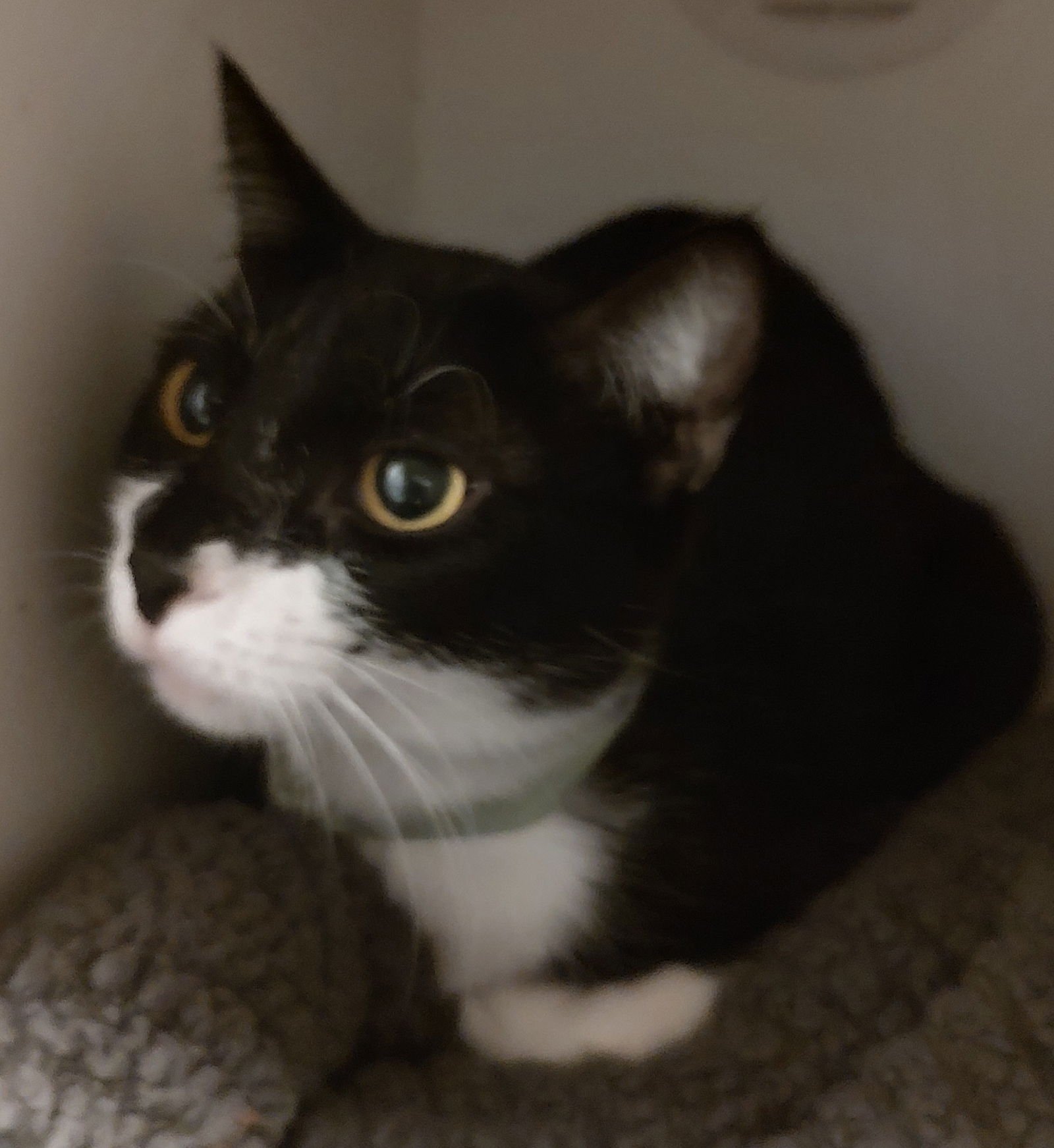 ELLA - Domestic Short Hair available for adoption