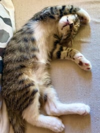 Bootsie - Photo 2