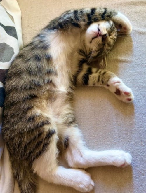 BOOTSIE - Domestic Short Hair available for adoption