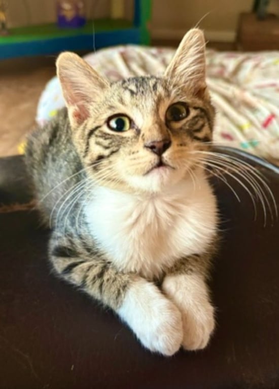 Bootsie Image