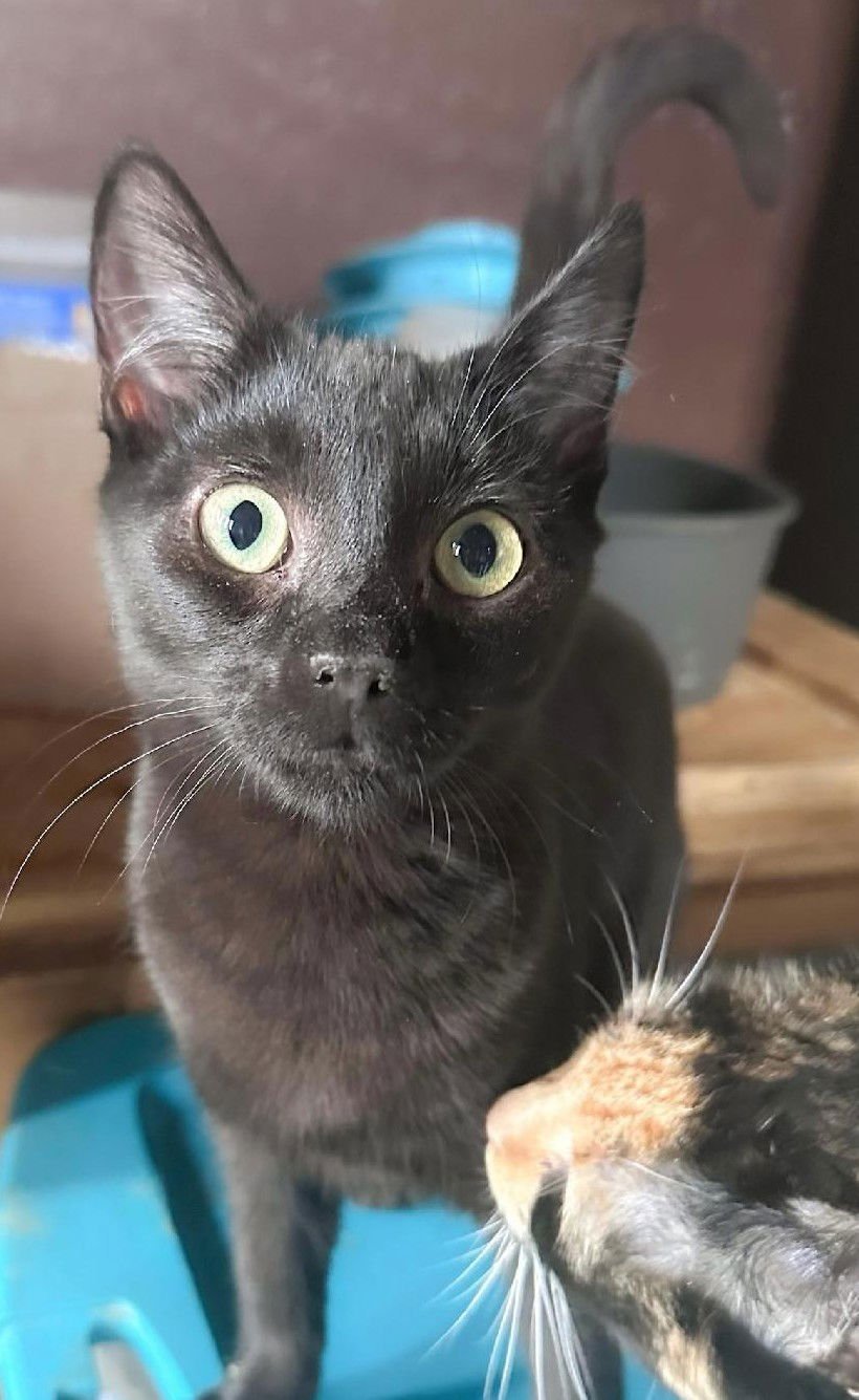 KAYDEN - Domestic Short Hair available for adoption