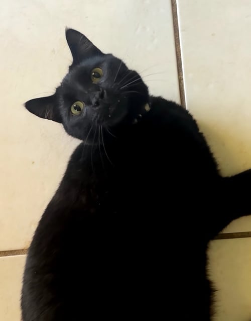 KAYDEN - Domestic Short Hair available for adoption