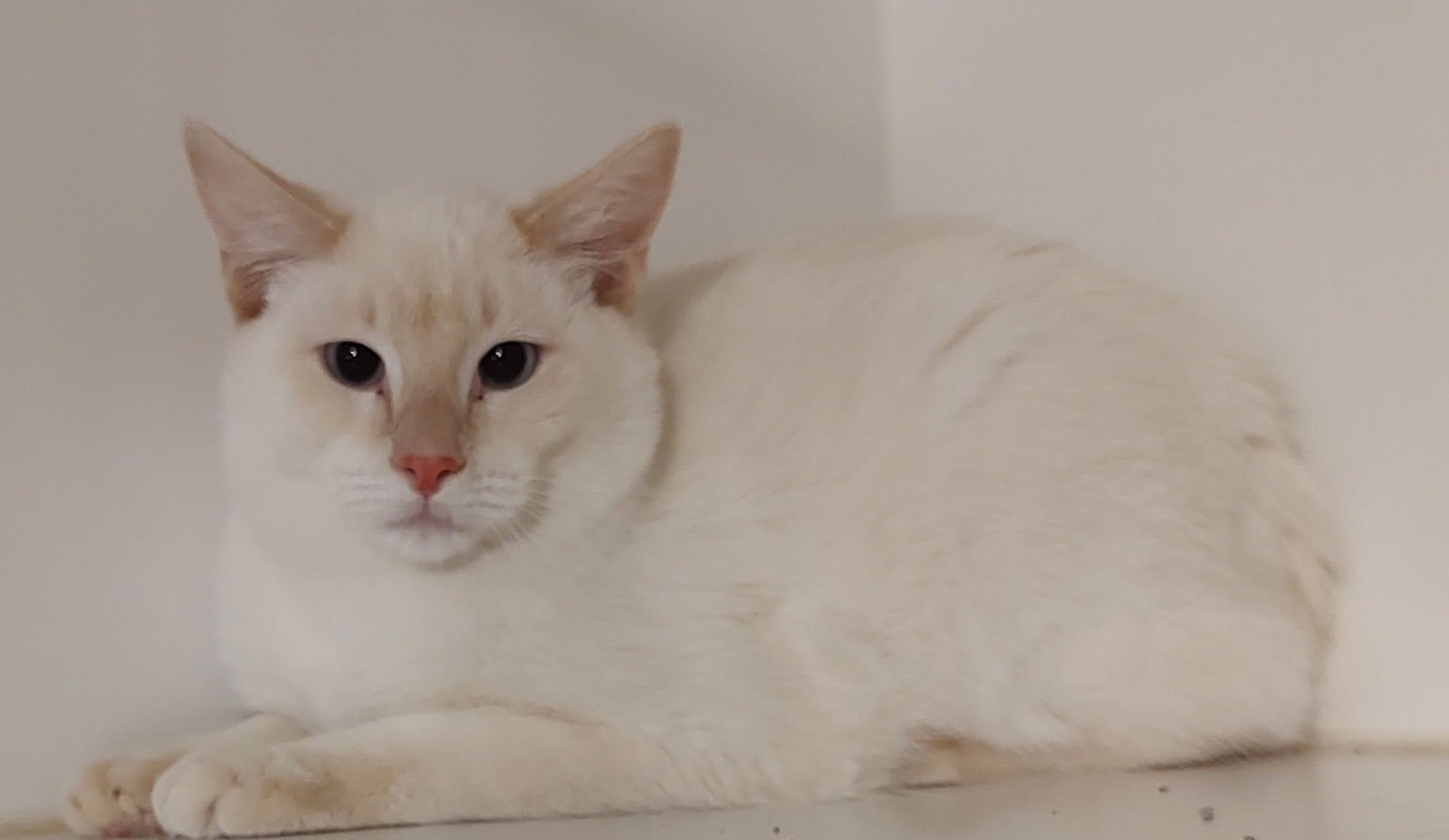 FUZZBALL - Siamese available for adoption