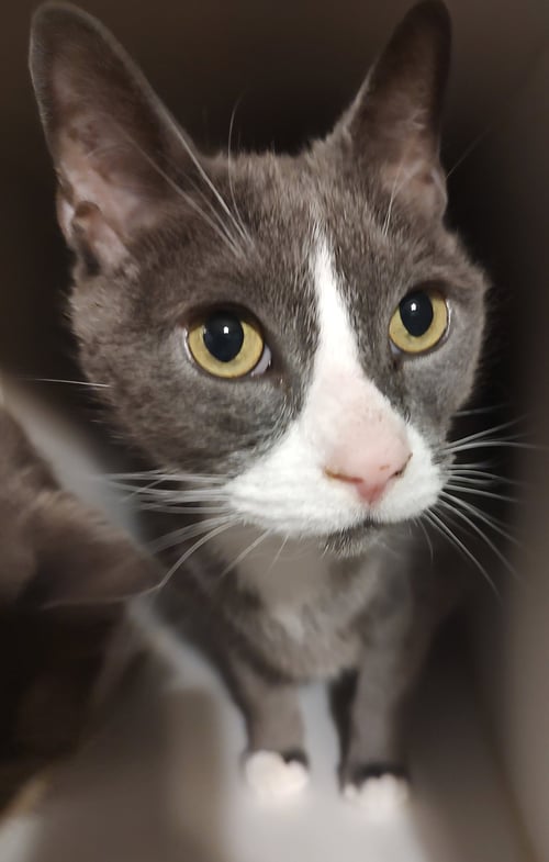 COCO - Domestic Short Hair available for adoption