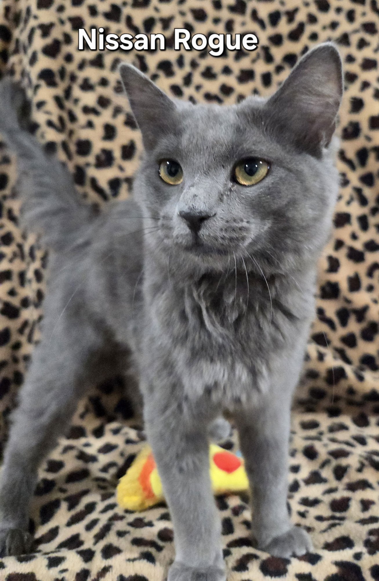 NISSAN ROGUE - Domestic Medium Hair available for adoption