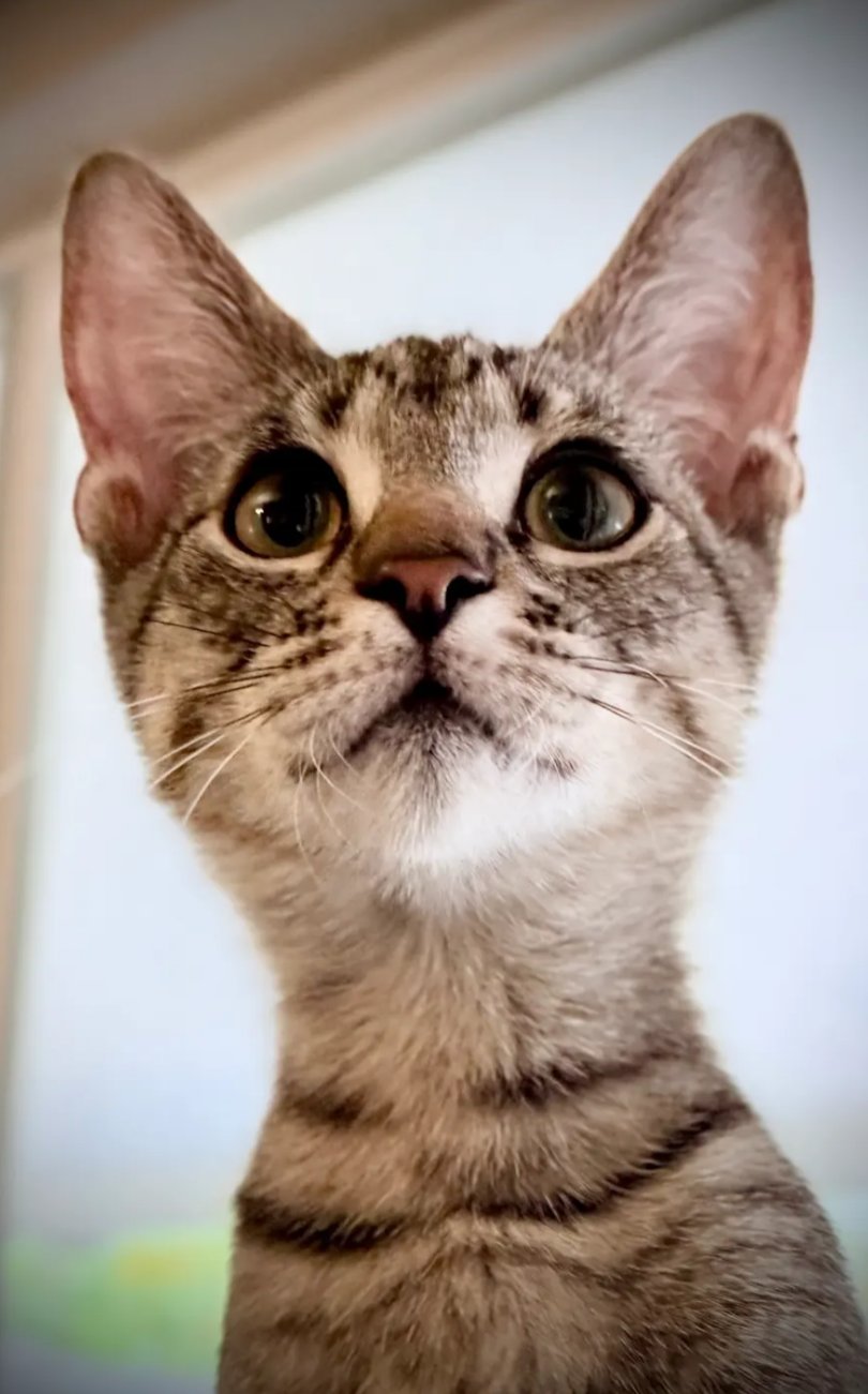 LEROY - Domestic Short Hair available for adoption