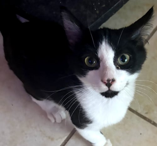 LEADER - Domestic Short Hair available for adoption