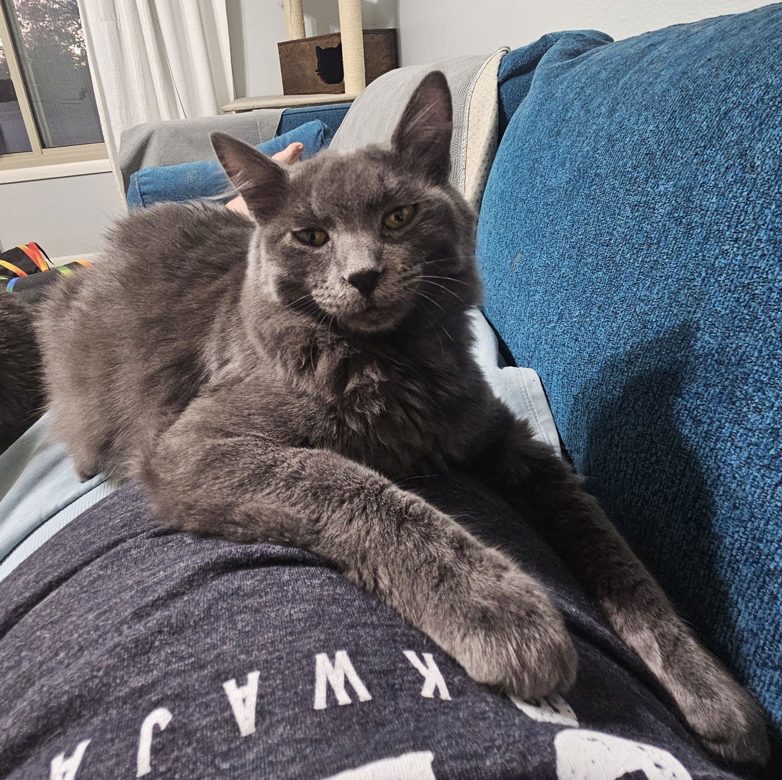 VELVET - Domestic Medium Hair available for adoption