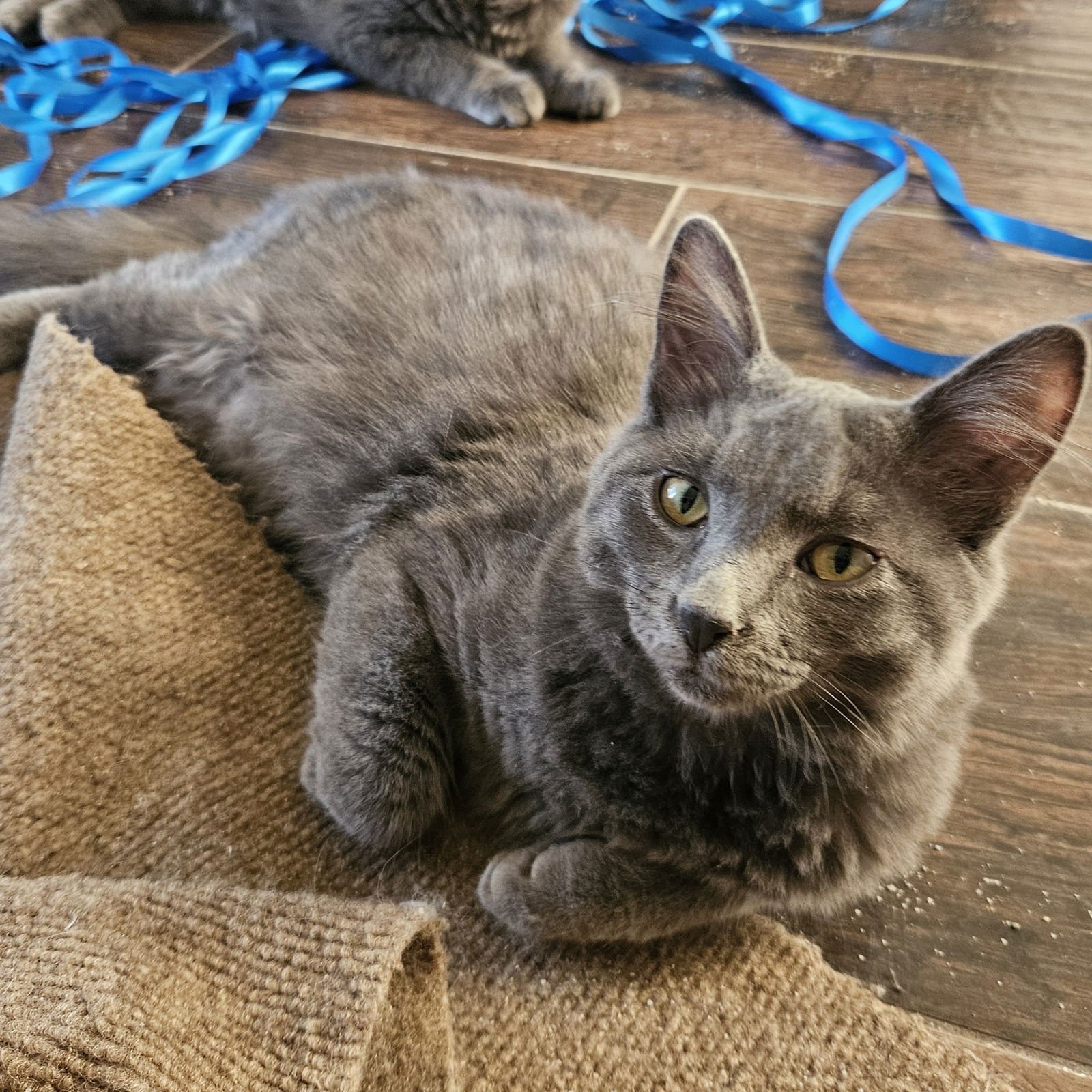 VELVET - Domestic Medium Hair available for adoption