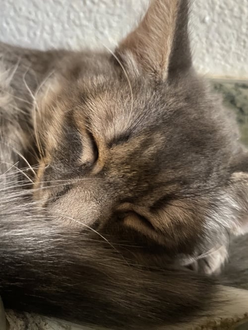 STEAMER - Domestic Long Hair available for adoption