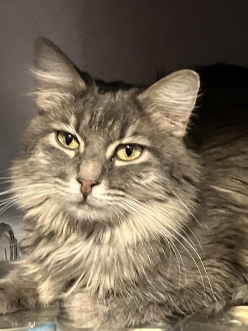 STEAMER - Domestic Long Hair available for adoption