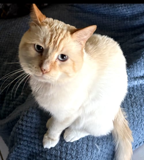 WEDO - Siamese available for adoption