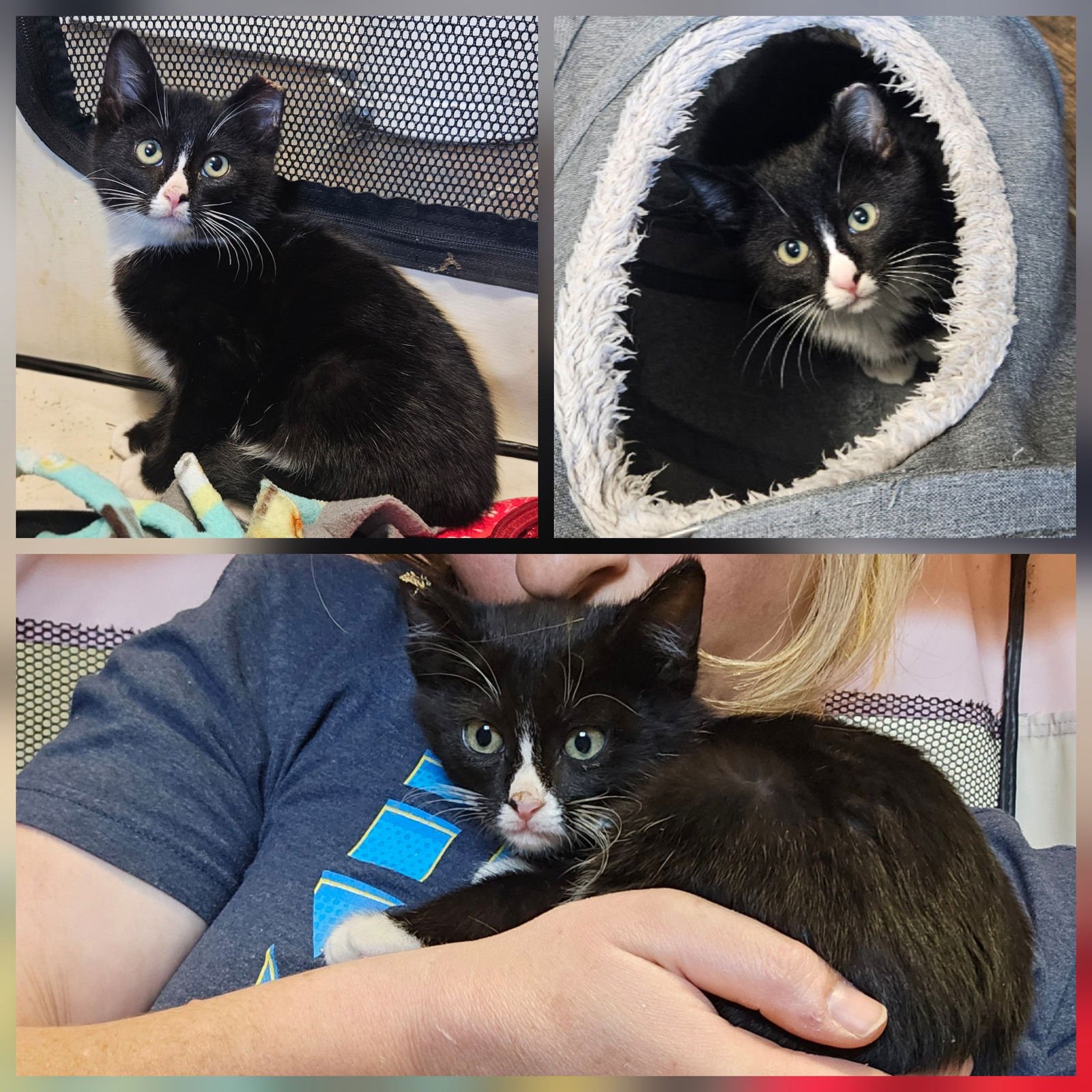 STERLING - Domestic Short Hair available for adoption