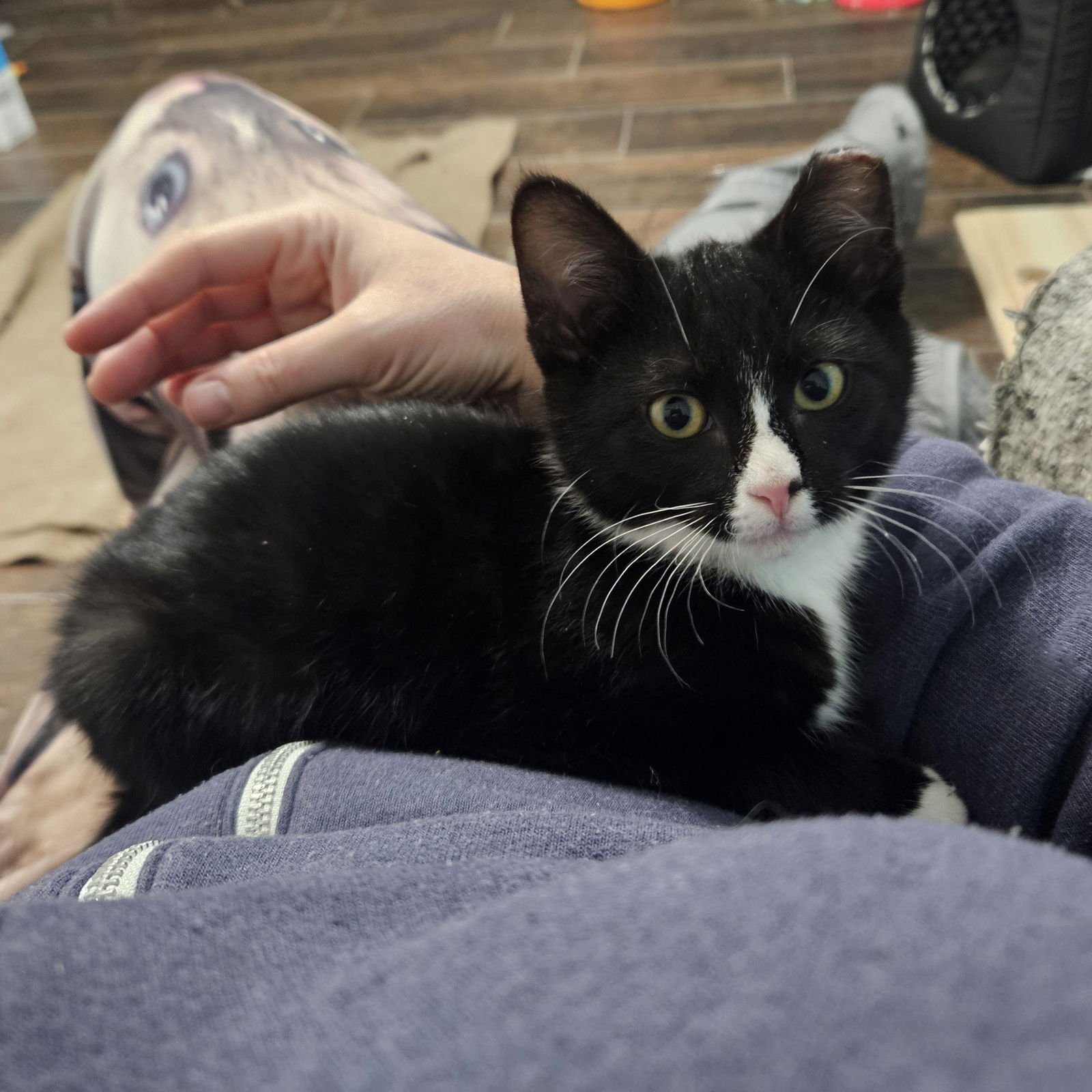 STERLING - Domestic Short Hair available for adoption