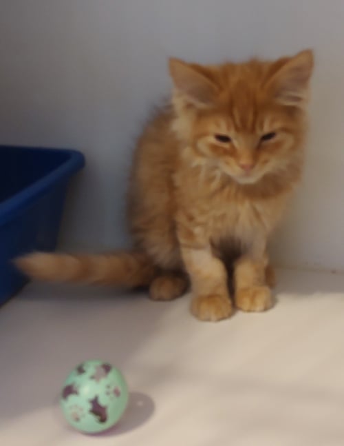 BOSLEY